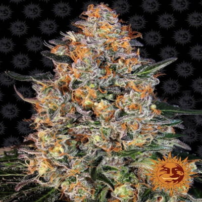 Bubba Kush - Una popular y potente variedad de cannabis con propiedades relajantes. Disfruta de la experiencia característica de Bubba Kush con esta variedad de alta calidad.