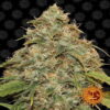 CBD Lemon Potion Auto de Barney's Farm - Una variedad de cannabis autofloreciente con aromas a limón y propiedades ricas en CBD. Descubre las ventajas únicas de la CBD Lemon Potion Auto.