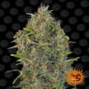 Critical Kush Auto de Barney's Farm - Una variedad de cannabis autofloreciente con el equilibrio perfecto entre las genéticas Critical y Kush. Descubre la comodidad y la potencia de Critical Kush Auto.