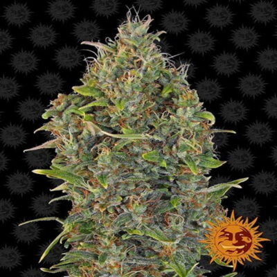 Critical Kush Auto de Barney's Farm - Una variedad de cannabis autofloreciente con el equilibrio perfecto entre las genéticas Critical y Kush. Descubre la comodidad y la potencia de Critical Kush Auto.