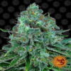 Critical Kush Barney's Farm - Una poderosa variedad de cannabis con el equilibrio perfecto entre las genéticas Critical y Kush. Experimenta las características únicas de Critical Kush.