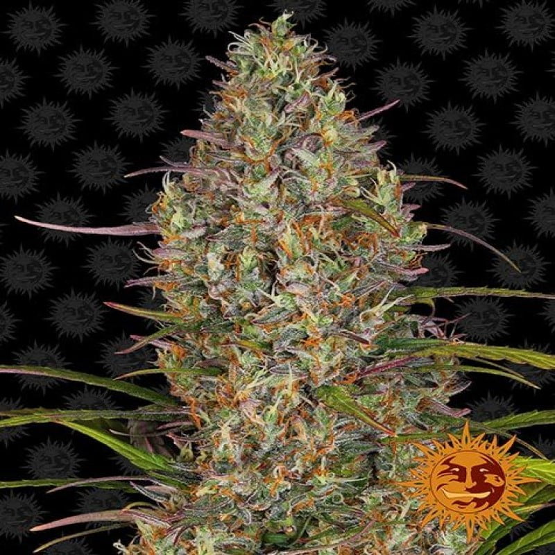 Glue Gelato Auto de Barney's Farm - Descubre la poderosa combinación de Glue Gelato y las características autoflorecientes. Disfruta del cultivo sin esfuerzo y de los sabores de Glue Gelato Auto.