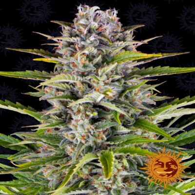 Gorilla Zkittlez Auto de Barney's Farm - Descubre los sabores dulces y potentes de Gorilla Zkittlez en forma autofloreciente. Disfruta del fácil cultivo de Gorilla Zkittlez Auto.