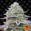 Gorilla Zkittlez de Barney's Farm - Descubre la potente y sabrosa variedad de cannabis Gorilla Zkittlez. Disfruta de la única combinación de potencia y sabores dulces.