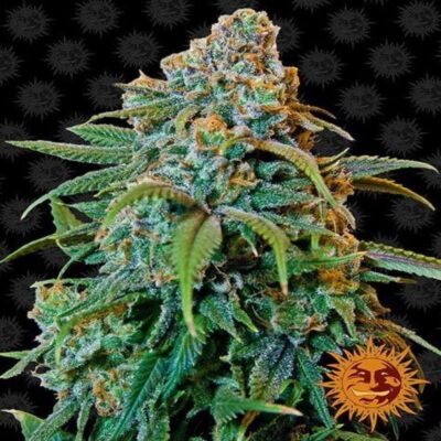 Liberty Haze de Barney's Farm: Descubre la variedad de cannabis Liberty Haze estimulante y potente. Disfruta de sus aromas característicos y efectos estimulantes que despiertan tus sentidos y elevan tu estado de ánimo.