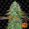 LSD Auto de Barney's Farm: Descubre la emocionante variedad de cannabis LSD Auto. Una potente y rápida variante autofloreciente del icónico LSD. Disfruta de su aroma único y profundos efectos psicodélicos. Adecuada para diversos entornos de cultivo.