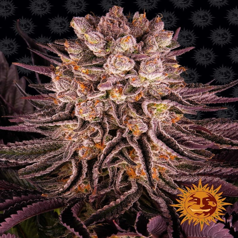 Mimosa x Orange Punch de Barney's Farm: Un seductor cruce con hojas moradas y cogollos naranjas. Disfruta de un alegre colocón y un delicioso aroma a naranja dulce. Mezcla de índica-sativa para una relajación creativa.