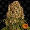 Orange Sherbert de Barney's Farm: Prueba la deliciosa mezcla de naranja y dulces con Orange Sherbert. Un placer para los sentidos con un subidón relajante y alegre.