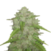 Original Amnesia Haze Auto de Fast Buds: Descubre la variante autofloreciente de la icónica Amnesia Haze, con los mismos potentes y energizantes efectos, pero con la comodidad y rapidez de una variedad autofloreciente. Disfruta de las clásicas características sativa en un formato compacto.