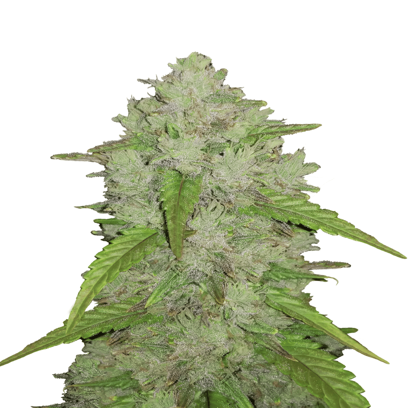 Original Amnesia Haze Auto de Fast Buds: Descubre la variante autofloreciente de la icónica Amnesia Haze, con los mismos potentes y energizantes efectos, pero con la comodidad y rapidez de una variedad autofloreciente. Disfruta de las clásicas características sativa en un formato compacto.