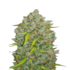 Original Bubblegum Auto de Fast Buds: Experimenta los aromas dulces y afrutados de Original Bubblegum en una práctica variante autofloreciente. Esta variedad de cannabis autofloreciente ofrece el conocido sabor y los efectos relajantes, pero con la facilidad de un cultivo rápido y sencillo.