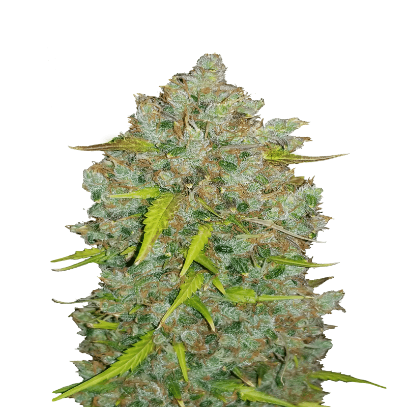 Original Bubblegum Auto de Fast Buds: Experimenta los aromas dulces y afrutados de Original Bubblegum en una práctica variante autofloreciente. Esta variedad de cannabis autofloreciente ofrece el conocido sabor y los efectos relajantes, pero con la facilidad de un cultivo rápido y sencillo.