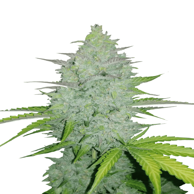 Original Cheese Auto de Fast Buds: Disfruta del sabor y aroma clásicos del Original Cheese en una conveniente versión autofloreciente. Descubre los efectos relajantes y estimulantes de esta querida variedad de cannabis, ahora fácil de cultivar y rápida de cosechar.