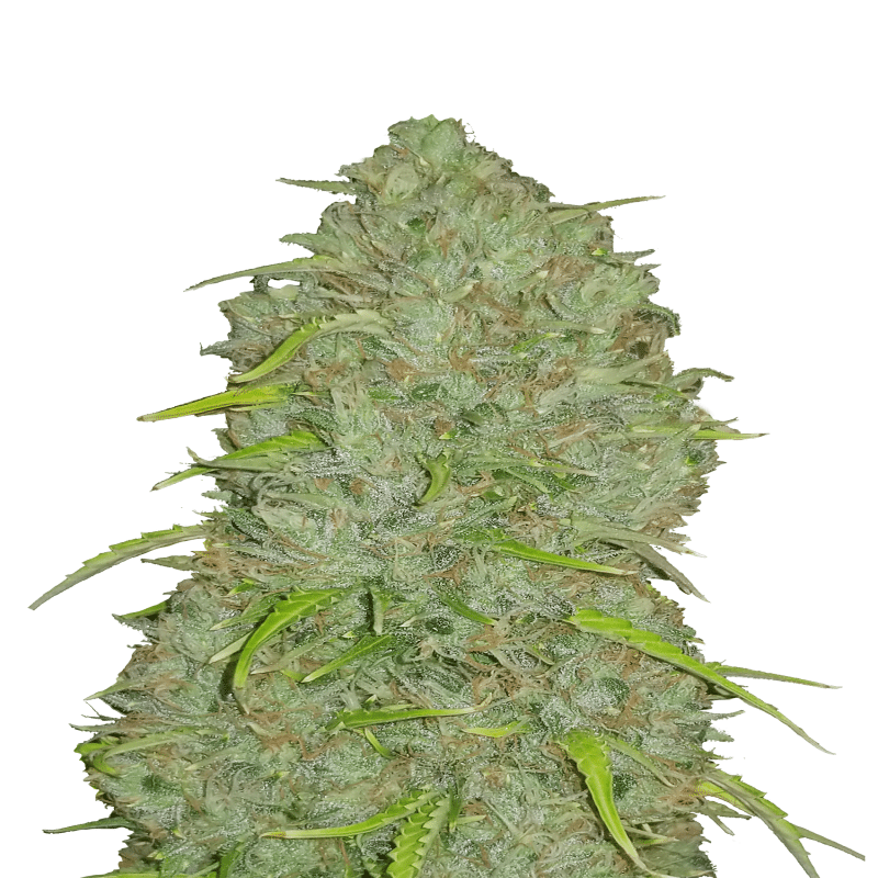 Original Jack Herer Auto de Fast Buds: Experimenta la premiada Original Jack Herer en una conveniente y rápida versión autofloreciente. Disfruta de los sabores característicos y los potentes efectos de esta legendaria variedad de cannabis.