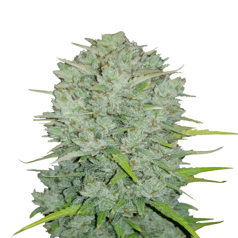 Original Northern Lights de Fast Buds: Descubre la icónica Original Northern Lights en una rápida y sencilla variante autofloreciente. Disfruta de los encantadores aromas y los efectos relajantes de esta legendaria variedad de cannabis.