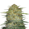 Original OG Kush Auto de Fast Buds: Experimenta la legendaria OG Kush en una variante autofloreciente. Esta autofloreciente combina los aromas característicos y los potentes efectos de OG Kush con un fácil crecimiento.