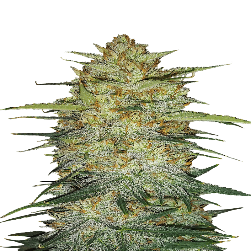 Original OG Kush Auto de Fast Buds: Experimenta la legendaria OG Kush en una variante autofloreciente. Esta autofloreciente combina los aromas característicos y los potentes efectos de OG Kush con un fácil crecimiento.