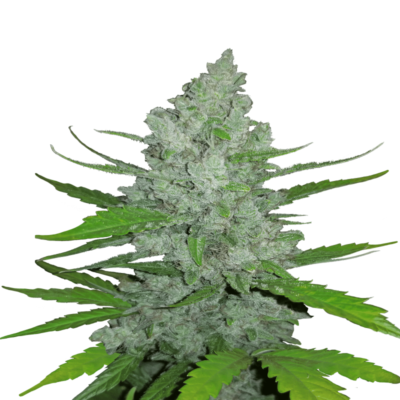 Original Sour Diesel Auto de Fast Buds: Descubre la icónica Original Sour Diesel en una conveniente versión autofloreciente. Variedad de cannabis potente y aromática con características de crecimiento rápido.