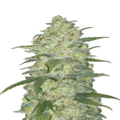 Original White Widow Auto de Fast Buds: Disfruta de la legendaria Original White Widow en una conveniente y rápida variante autofloreciente. Variedad de cannabis de alta calidad con potentes características.