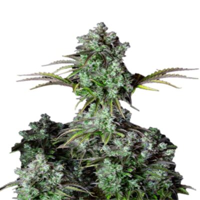 Original Big Bud Auto de Fast Buds: Descubre las potentes cosechas y los exuberantes cogollos de Original Big Bud, ahora disponible en una práctica variante autofloreciente. Esta variedad de cannabis autofloreciente ofrece el robusto crecimiento y la impresionante floración que esperas de Big Bud, pero con la comodidad de la floración automática.