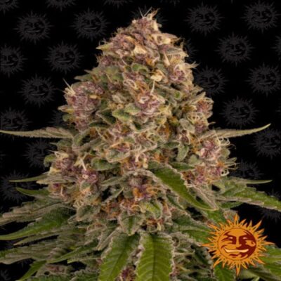 Pink Kush de Barney's Farm: Disfruta de los deliciosos aromas y los efectos relajantes de esta popular variedad de cannabis con predominancia índica.