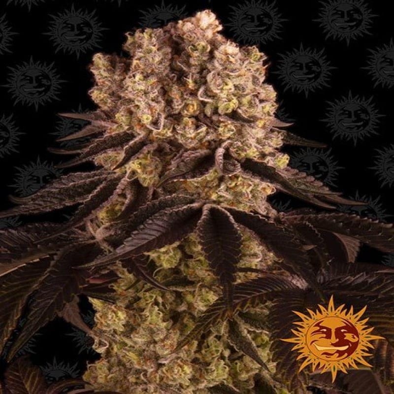 Purple Punch de Barney's Farm: Una variedad de cannabis potente y sabrosa con las características distintivas de Purple Punch para los conocedores.