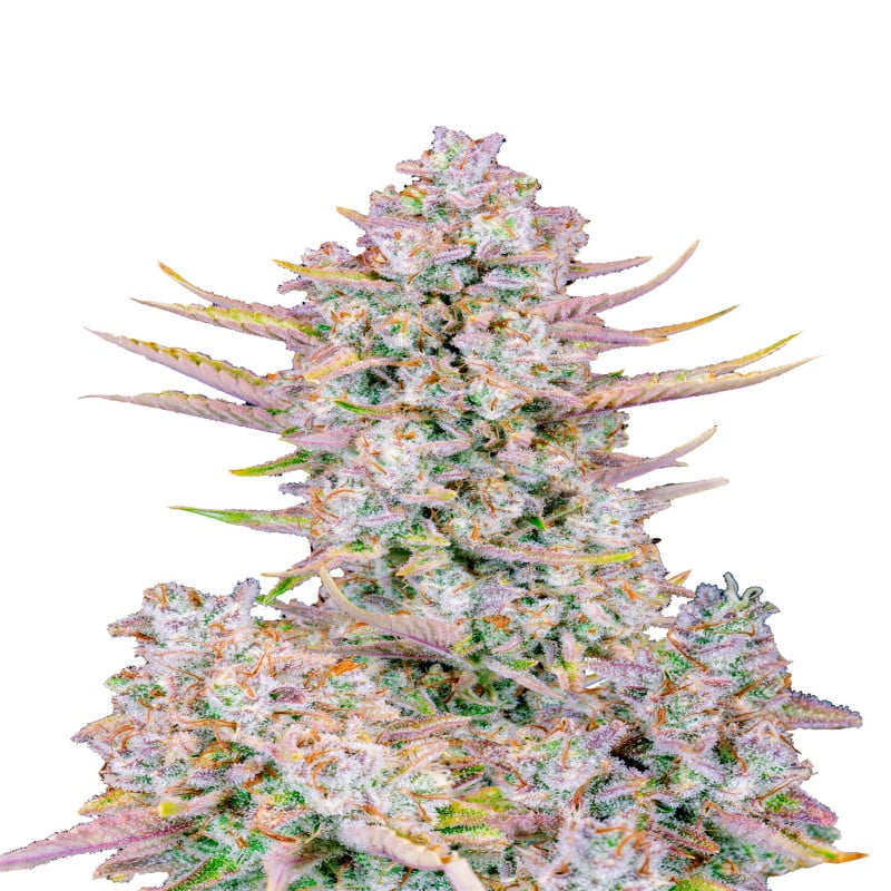 Purple Punch Autoflower de Fast Buds: Una variedad de cannabis autofloreciente de rápido crecimiento y sabrosa con las características distintivas de Purple Punch.