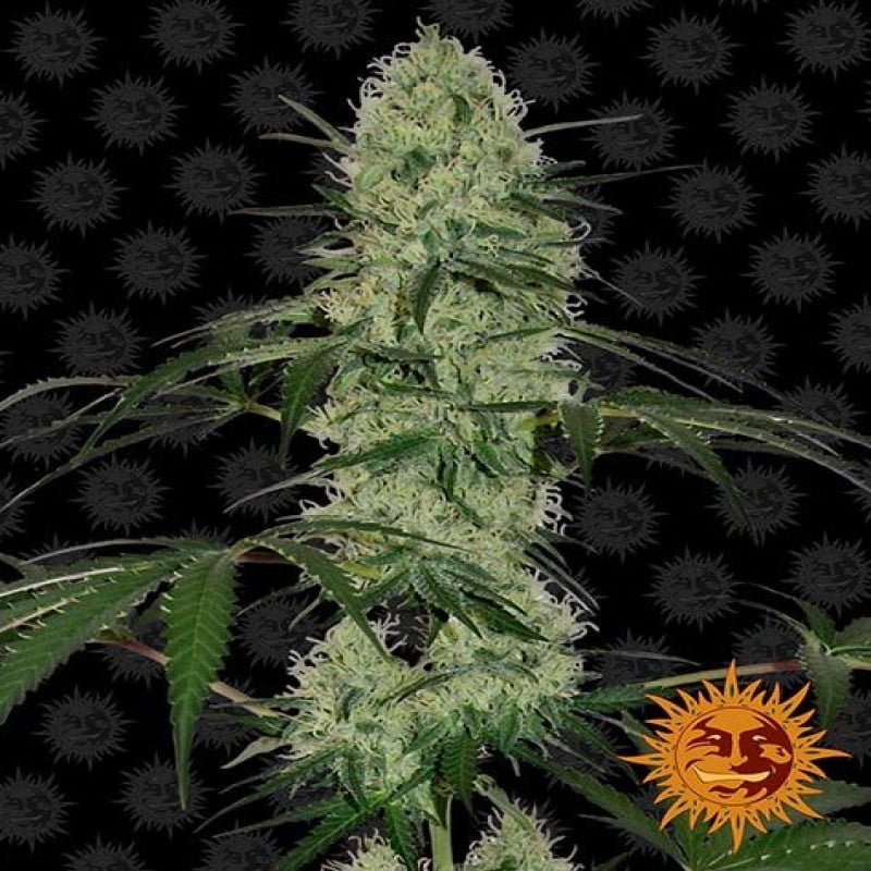 Descubre la magia cítrica de la variedad de cannabis Tangerine Dream Auto de Barney's Farm - Una experiencia de floración rápida y llena de sabor.