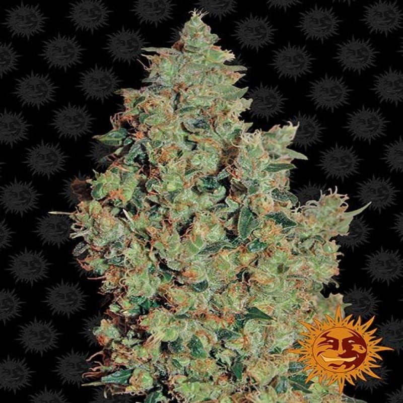 Mima tus sentidos con la variedad de cannabis Tangerine Dream de Barney's Farm - ¡Una experiencia afrutada y aromática para los amantes!