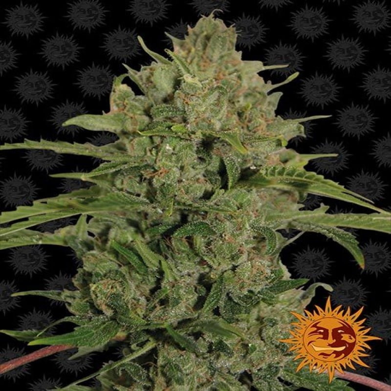 Disfruta de la intensidad de la variedad de cannabis Triple Cheese de Barney's Farm - Una experiencia sabrosa y potente para los amantes del cannabis.