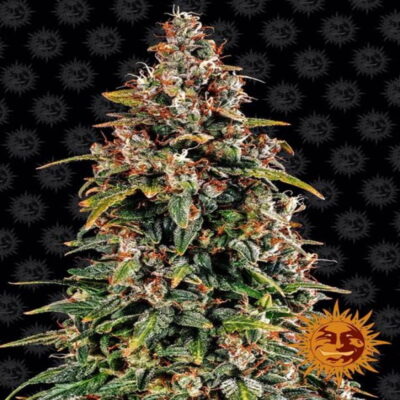 Disfruta de la dulce sensación de Watermelon Zkittlez Auto de Barney's Farm. Una variedad de cannabis autofloreciente afrutada con aromas refrescantes y efectos relajantes.