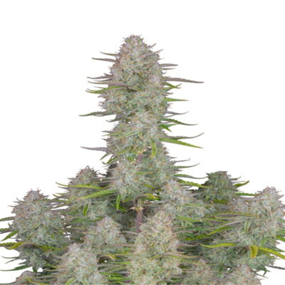 Consiente tus sentidos con Wedding Cheesecake Auto de Fast Buds. Disfruta de esta variedad de cannabis autofloreciente con sus ricos aromas y efectos calmantes.