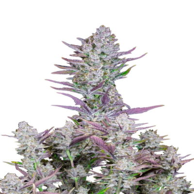 Wedding Glue Auto: Una variedad de cannabis autofloreciente premiada de Fast Buds. Experimenta los potentes tonos terrosos y los efectos calmantes de esta belleza de floración rápida.