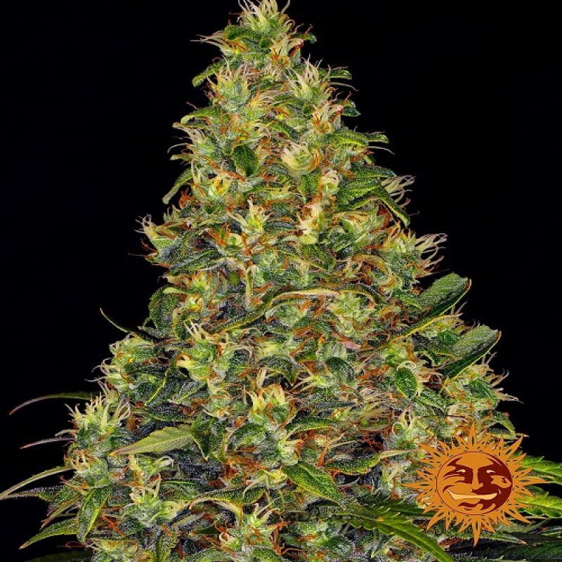 Amnesia Haze Auto, una variante autofloreciente de la popular variedad de cannabis, con los mismos aromas característicos y potentes efectos en una forma práctica y de rápido crecimiento.