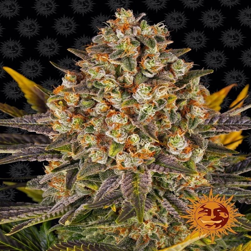 Banana Punch es una variedad de cannabis destacada con un delicioso aroma a plátano. Esta variedad es conocida por su perfil de sabor afrutado y sus efectos relajantes. Descubre la deliciosa Banana Punch para una experiencia de cannabis dulce y agradable.