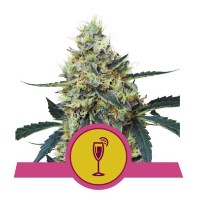 Mimosa Wiet Semillas de Royal Queen Seeds: Cultiva tu propia cannabis Mimosa con estas semillas de alta calidad. Experimenta el sabor y los efectos característicos de esta cepa popular.