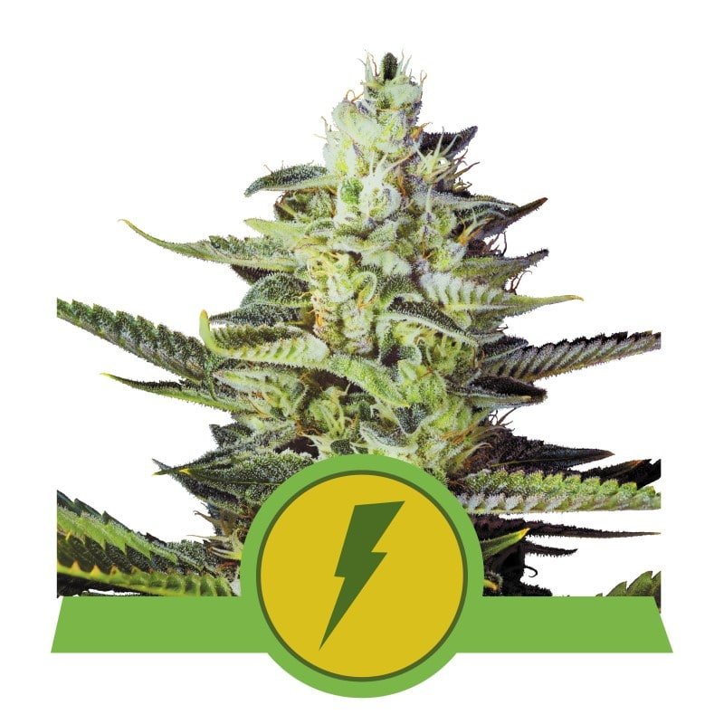 North Thunderfuck Automatic de Royal Queen Seeds: Descubre el crecimiento sin esfuerzo y la emocionante potencia de North Thunderfuck Automatic. Esta variedad de cannabis autofloreciente ofrece un cultivo sin estrés y una experiencia gratificante.