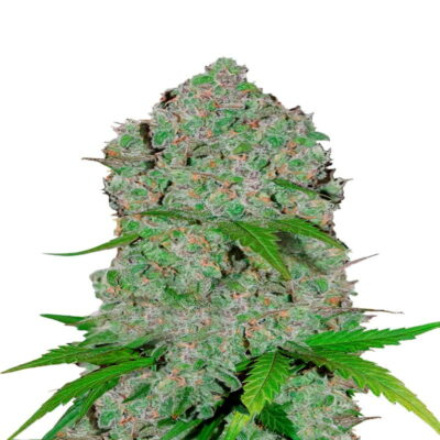 Orange Sherbet Auto de Fast Buds:  Disfruta de los sabores dulces y afrutados de Orange Sherbet en esta variante autofloreciente. Con su rapidez y facilidad de cultivo, esta variedad ofrece una experiencia deliciosa y un subidón relajante.