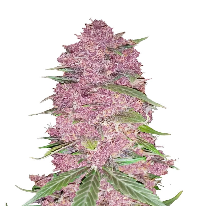 Purple Lemonade de Fast Buds: Una deliciosa y potente variedad de cannabis con genéticas únicas de Purple Lemonade para una experiencia especial.