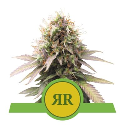 Experimenta la comodidad y el sabor de la variedad de cannabis Royal Runtz Automatic de Royal Queen Seeds: una opción autofloreciente rápida y deliciosa.