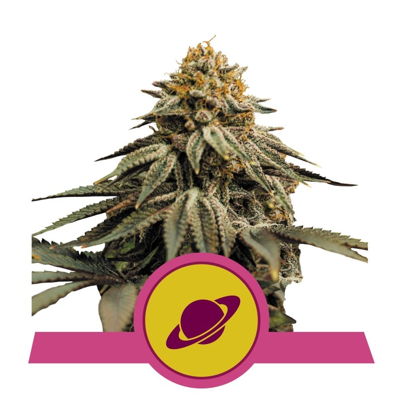 Descubre las poderosas características de la variedad de cannabis Royal Skywalker de Royal Queen Seeds - Una elección magistral para los aficionados serios.