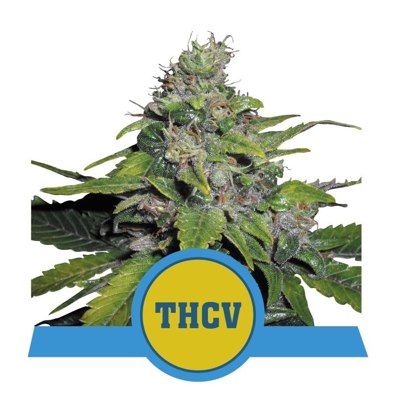 Descubre las características únicas de la variedad de cannabis Royal THCV de Royal Queen Seeds - Una variante exclusiva para conocedores.