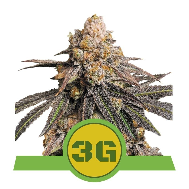 Variedad de cannabis Triple G Automatic de Royal Queen Seeds: Una experiencia potente y de rápida floración en una variante autofloreciente.