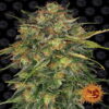 Cheese Seeds de Barney's Farm - Semillas de alta calidad para la famosa variedad de cannabis Cheese. Descubre los aromas únicos y las poderosas características de las semillas de Cheese.