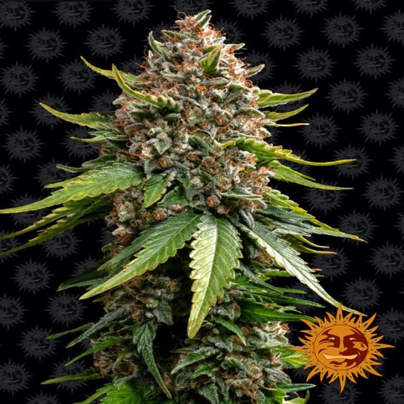 White Widow XXL Auto - Variedad de cannabis autofloreciente con abundante rendimiento y potentes efectos. Perfecta para cultivadores de todos los niveles. ¡Pide ahora!