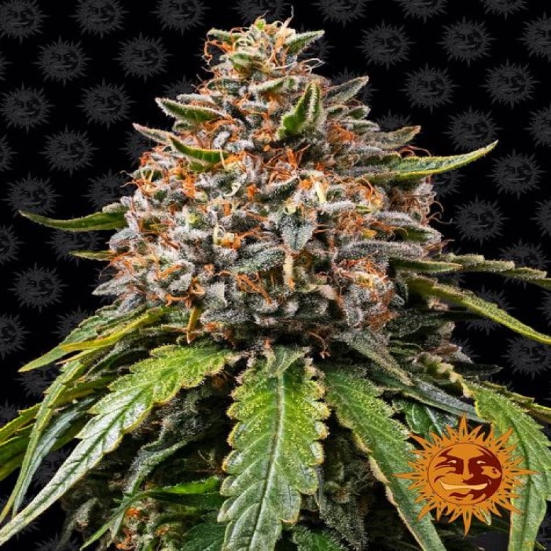 White Widow XXL - Grandes rendimientos y cogollos potentes. Una excelente elección para cultivadores en busca de flores de cannabis abundantes y de alta calidad.