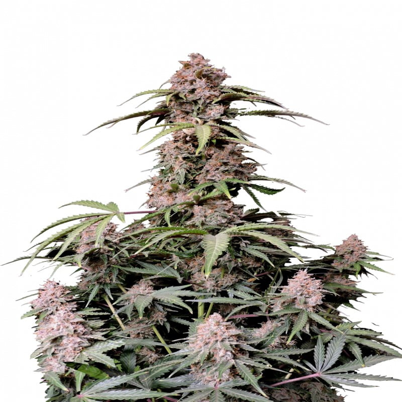 Imagen vívida de una planta Amnesia Zkittlez Auto en plena floración. Esta variedad de cannabis autofloreciente combina los efectos estimulantes de Amnesia con los sabores afrutados de Zkittlez. Disfruta de los cogollos coloridos y el cultivo sin esfuerzo de esta variedad única.