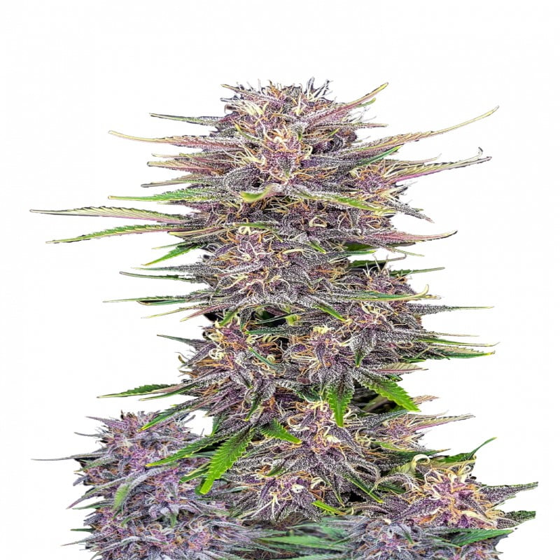 Banana Purple Punch Auto es una variedad de cannabis autofloreciente con una combinación de sabores de plátano y bayas. Esta variedad ofrece un cultivo fácil y una mezcla equilibrada de relajación y euforia. Descubre la Banana Purple Punch Auto para una experiencia deliciosa y satisfactoria.