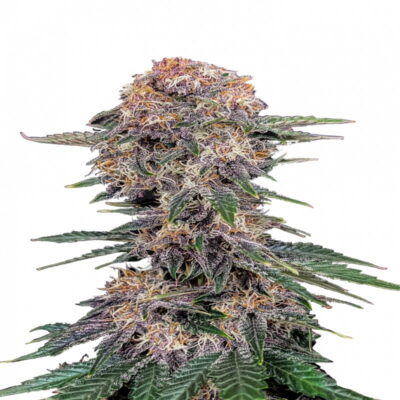 Cherry Cola Auto de Fast Buds - Una variedad de cannabis autofloreciente con el tentador sabor a cerezas-cola. Disfruta de un cultivo fácil y experiencias sabrosas con Cherry Cola Auto.