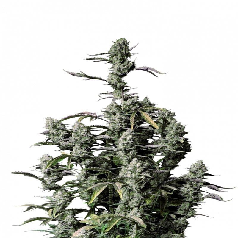 Gorilla Zkittlez Auto Fast Buds - Descubre la potente y dulce combinación de Gorilla Zkittlez en una variante autofloreciente. Disfruta del cultivo rápido y fácil con Gorilla Zkittlez Auto Fast Buds.